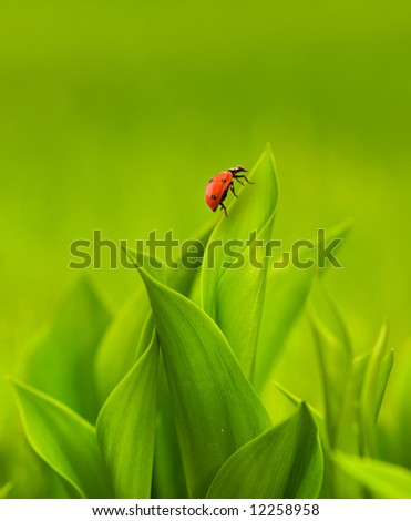 Ladybug sitting on a green grass