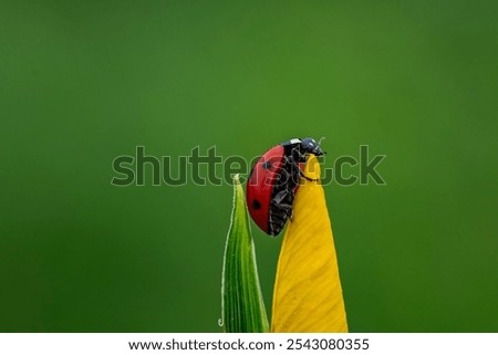 A ladybug is sitting on a leaf. The leaf is green and the ladybug is red