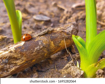 Ladybug sitting on a log