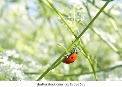 A ladybug is sitting on a stem