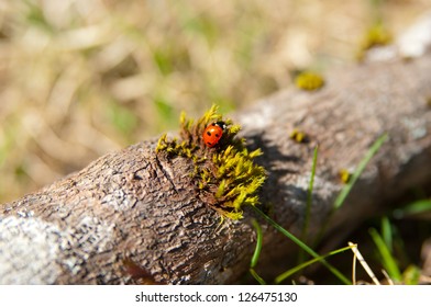 Ladybug sitting on tree trunk with moss