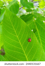 Ladybug sitting on a walnut leaf