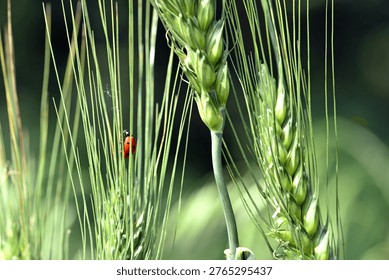 ladybug sitting on the wheat ears or pods. Unripe green wheat plants growing in large farm field. insects feeding crops in rural villages. agribusiness, farmland. parasites spoil the harvest close-up
