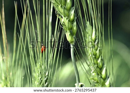 ladybug sitting on the wheat ears or pods. Unripe green wheat plants growing in large farm field. insects feeding crops in rural villages. agribusiness, farmland. parasites spoil the harvest close-up