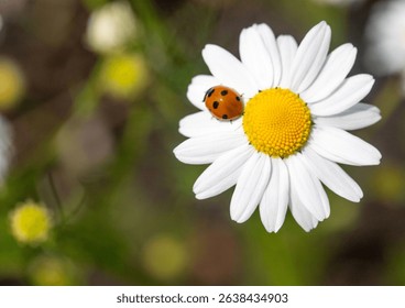 A ladybug is sitting on a white flower. The flower is surrounded by green leaves. The ladybug is the main focus of the image, and the flower and leaves are in the background