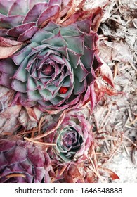 A ladybug in a succulent