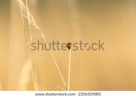 Similar – Image, Stock Photo Summer 2 Drowsy Tiring