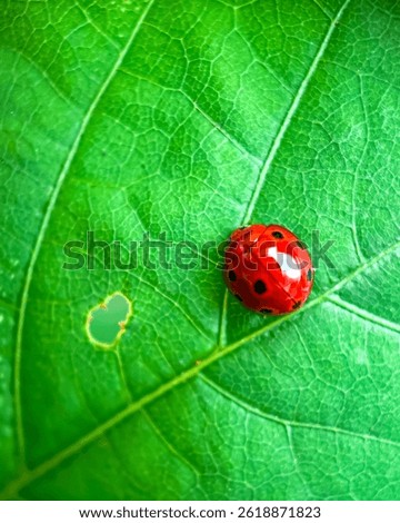 ladybug is sunbathing on a green leaf