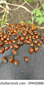 Ladybug Swarm In Wet Rock In Garden