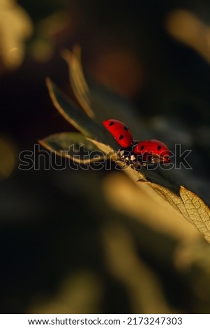 ladybug takes off from a leaf