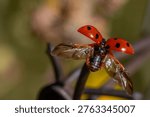Ladybug Taking Flight with Open Wings. A detailed close-up shows a vibrant red ladybug captured mid-action, with its spotted wing covers lifted and delicate flight wings unfurled, preparing for takeoff. The insect is perched on a dark stem against a soft, blurred green and yellow background.
