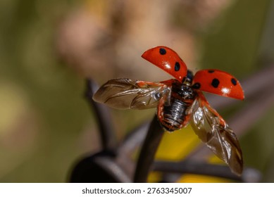 Ladybug Taking Flight with Open Wings. A detailed close-up shows a vibrant red ladybug captured mid-action, with its spotted wing covers lifted and delicate flight wings unfurled, preparing for takeoff. The insect is perched on a dark stem against a soft, blurred green and yellow background.