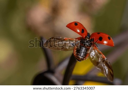Ladybug Taking Flight with Open Wings. A detailed close-up shows a vibrant red ladybug captured mid-action, with its spotted wing covers lifted and delicate flight wings unfurled, preparing for takeoff. The insect is perched on a dark stem against a soft, blurred green and yellow background.