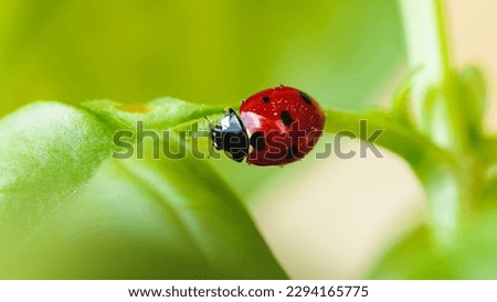 Ladybug under the basil leaf o fa plant