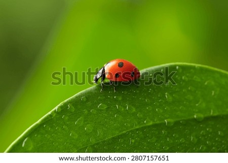 ladybug walking on green leaf with water droplets