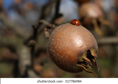  Ladybug Walking On Meddler