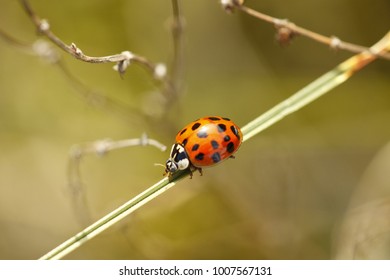 Ladybug walks on grass - Shutterstock ID 1007567131
