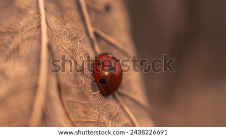 Ladybug wandering on a leave in early spring.