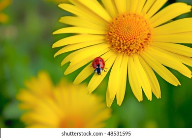 ladybug. Yellow flower
