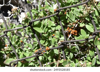 Ladybugs during the ladybug migration in Colorado