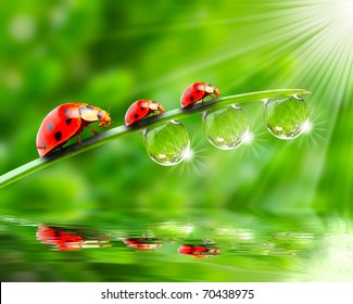 Ladybugs family on a dewy grass. Close up with shallow DOF. - Powered by Shutterstock