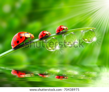 Ladybugs family on a dewy grass. Close up with shallow DOF.