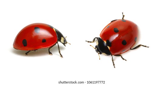 Ladybugs isolated on white background