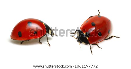 Ladybugs isolated on white background