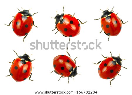  Ladybugs isolated on white background