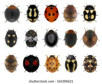 Ladybugs (ladybird Beetles) Isolated On A White Background.