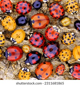 Ladybugs (ladybirds) (Coleoptera: Coccinellidae). Adult beetles. Color biodiversity of ladybirds