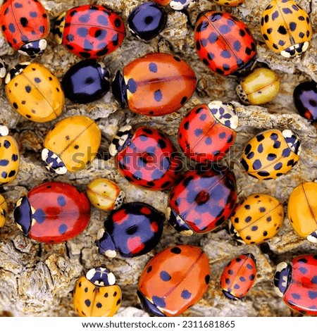 Ladybugs (ladybirds) (Coleoptera: Coccinellidae). Adult beetles. Color biodiversity of ladybirds
