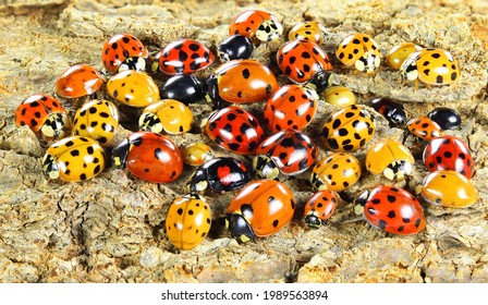 Ladybugs (ladybirds) (Coleoptera: Coccinellidae). Adults. Color biodiversity of ladybirds - Shutterstock ID 1989563894