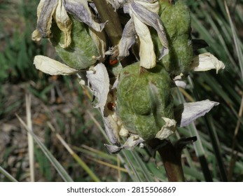 Ladybugs on developing soapweed yucca fruits along South Boulder Creek West Trail in Boulder, Colorado