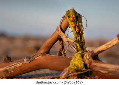 Ladybugs on driftwood covered in algae at Mērsrags beach in Latvia. The close-up captures the natural beauty of these vibrant insects against the backdrop of the sandy shore and a clear sky. - Powered by Shutterstock