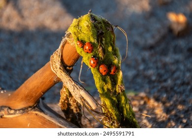 Ladybugs on driftwood covered in algae at Mērsrags beach in Latvia. The close-up captures the natural beauty of these vibrant insects against the backdrop of the sandy shore and a clear sky. - Powered by Shutterstock