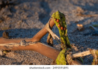 Ladybugs on driftwood covered in algae at Mērsrags beach in Latvia. The close-up captures the natural beauty of these vibrant insects against the backdrop of the sandy shore and a clear sky. - Powered by Shutterstock - Get 15% off with code: PIKWIZARD15