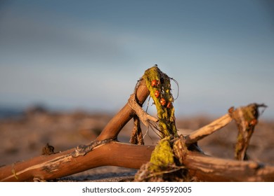 Ladybugs on driftwood covered in algae at Mērsrags beach in Latvia. The close-up captures the natural beauty of these vibrant insects against the backdrop of the sandy shore and a clear sky. - Powered by Shutterstock