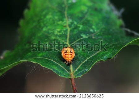 Similar – ladybird larva Environment