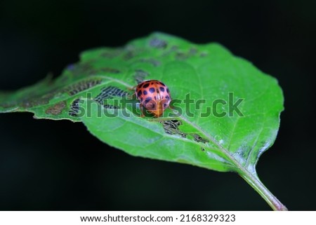 Similar – ladybird larva Environment