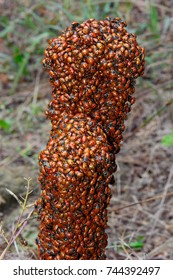 Ladybugs Overwintering