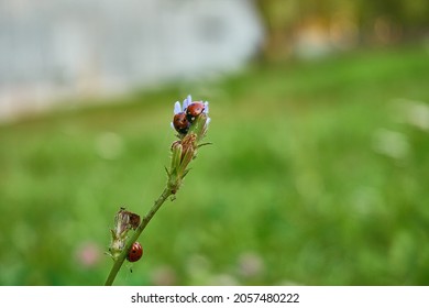 2,807 Black people cutting grass Images, Stock Photos & Vectors ...