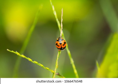 ladybugs is red insect on grass flower with green background - Shutterstock ID 1066476548