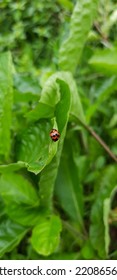 Ladybugs Are Sheer Joy. In Most Cases, These Insects Are Associated With Good Fortune And Happy Things Come  