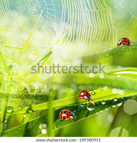 Similar – Image, Stock Photo Ladybug on dewy spider web in gentle light
