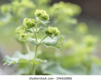 Lady's Mantle or Alchemilla with clusters of small yellow-green flowers growing outdoors in a garden is used as a medicinal herb due to its strong astringent properties
