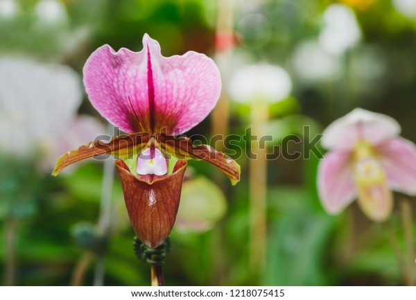 Lady\'s slipper orchid,\
aka lady slipper orchid or slipper orchid (Cypripedioideae\
Paphiopedilum),