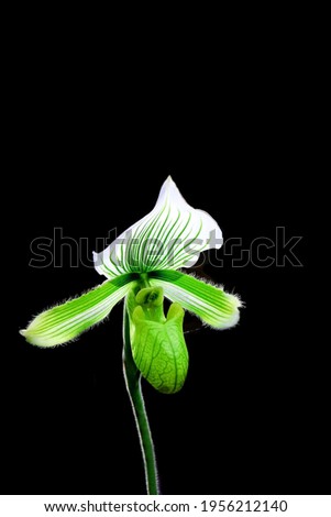 Similar – Image, Stock Photo interior life Nature Plant