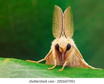 Laelia Sp - Tussock Moth Family Of Erebidae.