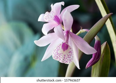 Laeliocattleya orchid hybrid 